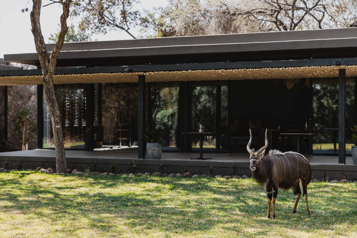 Tanda Tula Safari Camp- 15