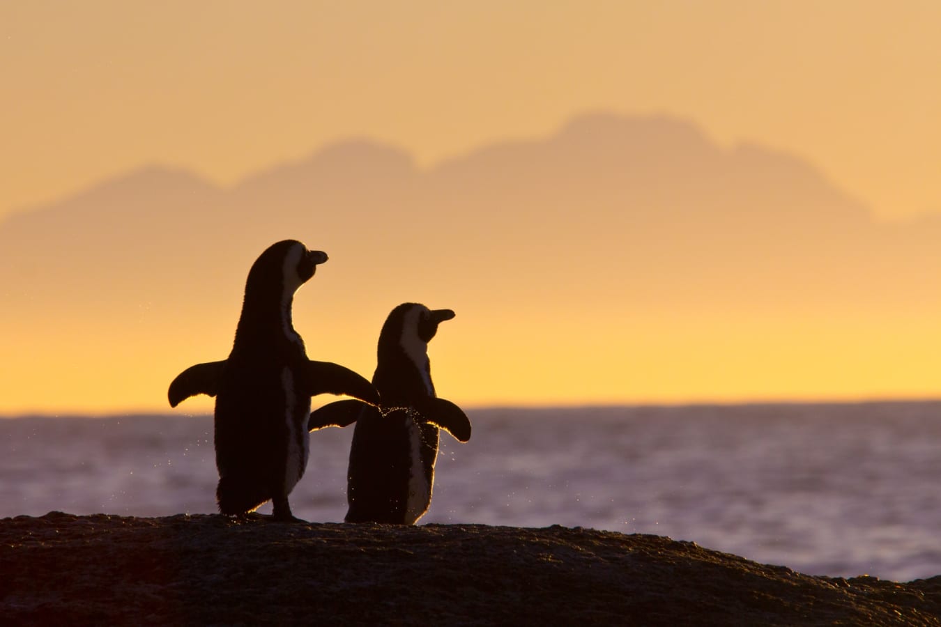 Penguins at Boulders beach 