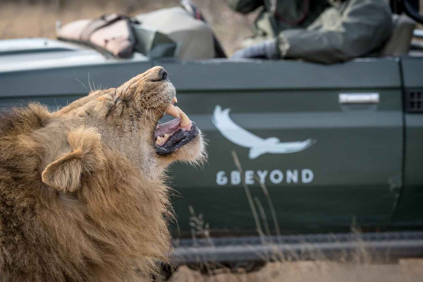 Beyond Safari 