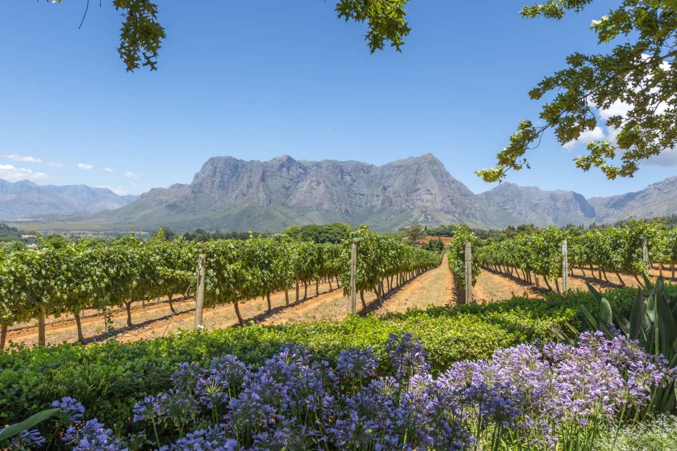 Winelands 