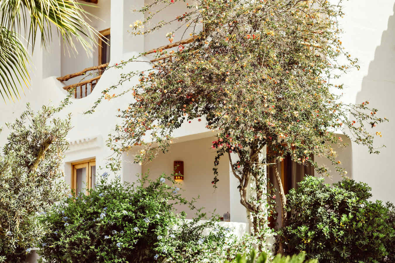 Petunia Ibiza- 38