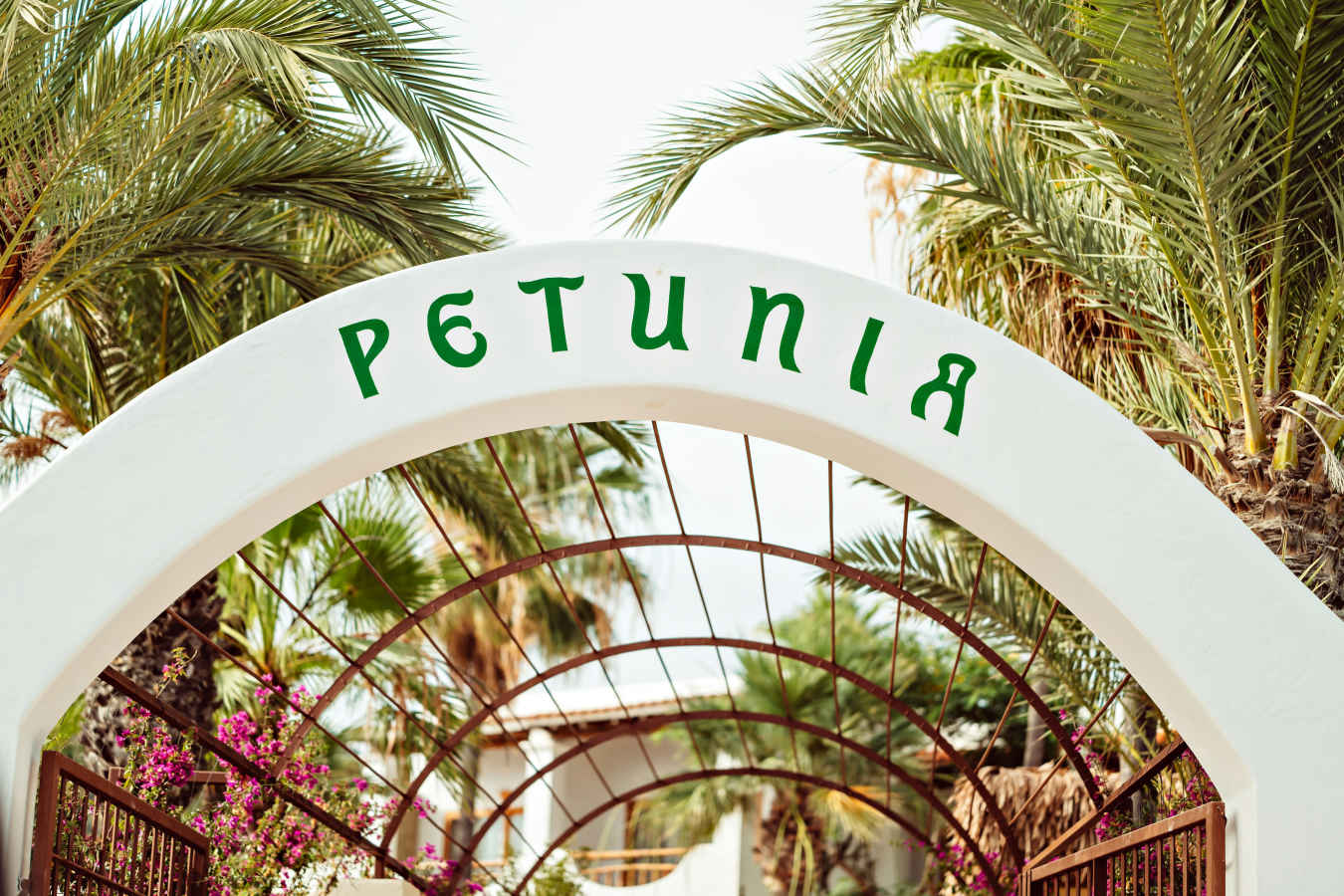 Petunia Ibiza- 33