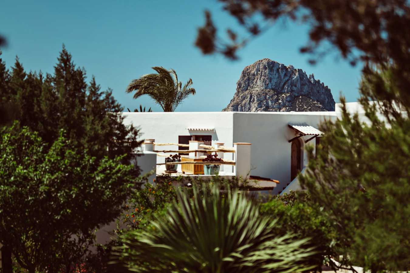 Petunia Ibiza- 29