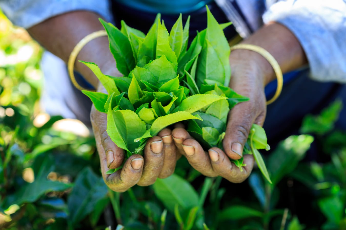 Tea Country - Sri Lanka 