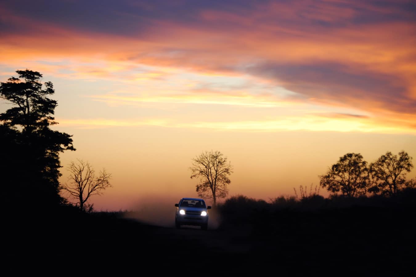 Night safari 