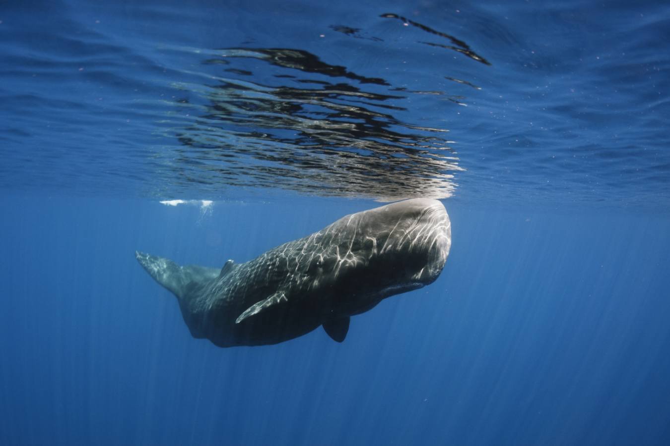 Sperm whale 