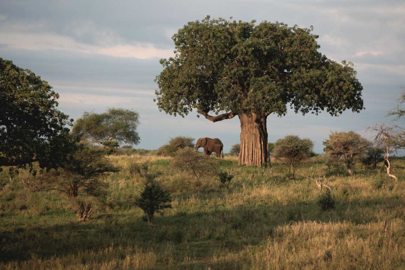 Tarangire National Park - Chem Chem