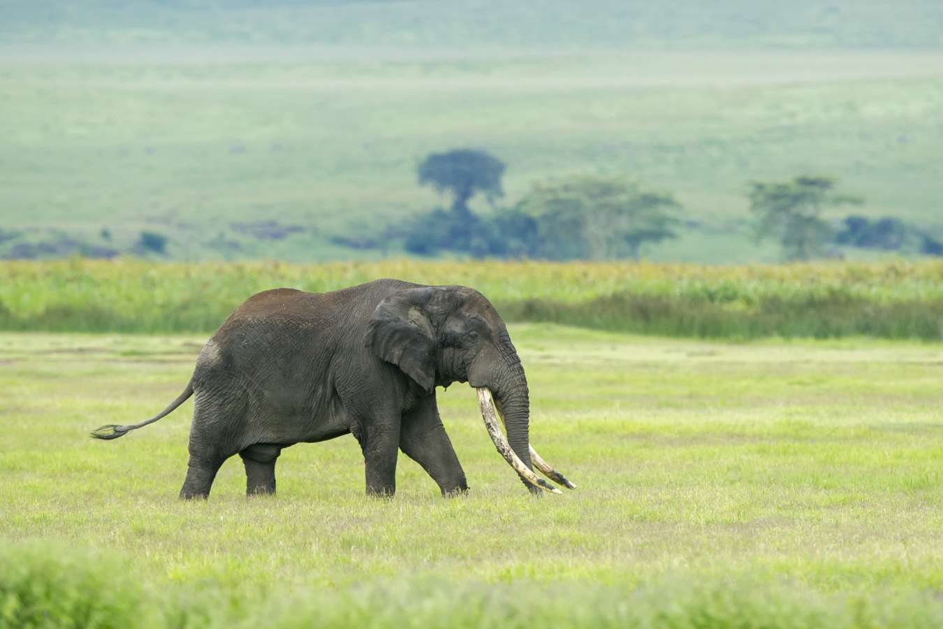 Entamanu Ngorongoro- 30
