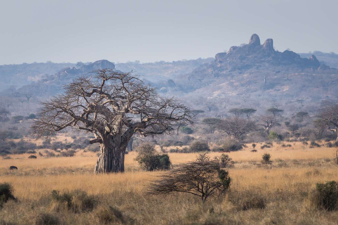 Kigelia Ruaha- 7