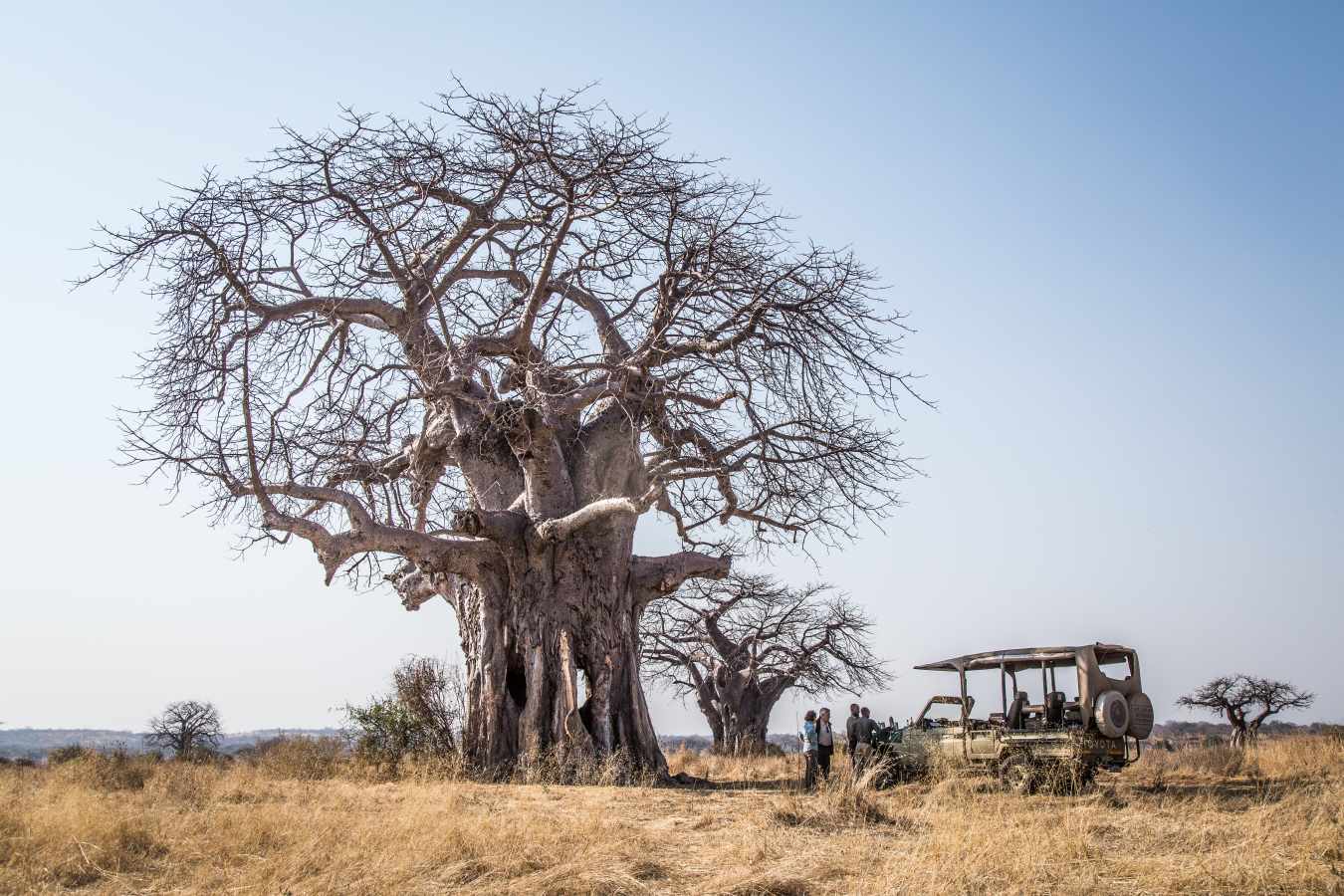 Kigelia Ruaha- 19