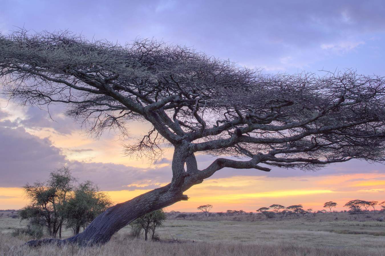 Namiri Plains Camp- 35