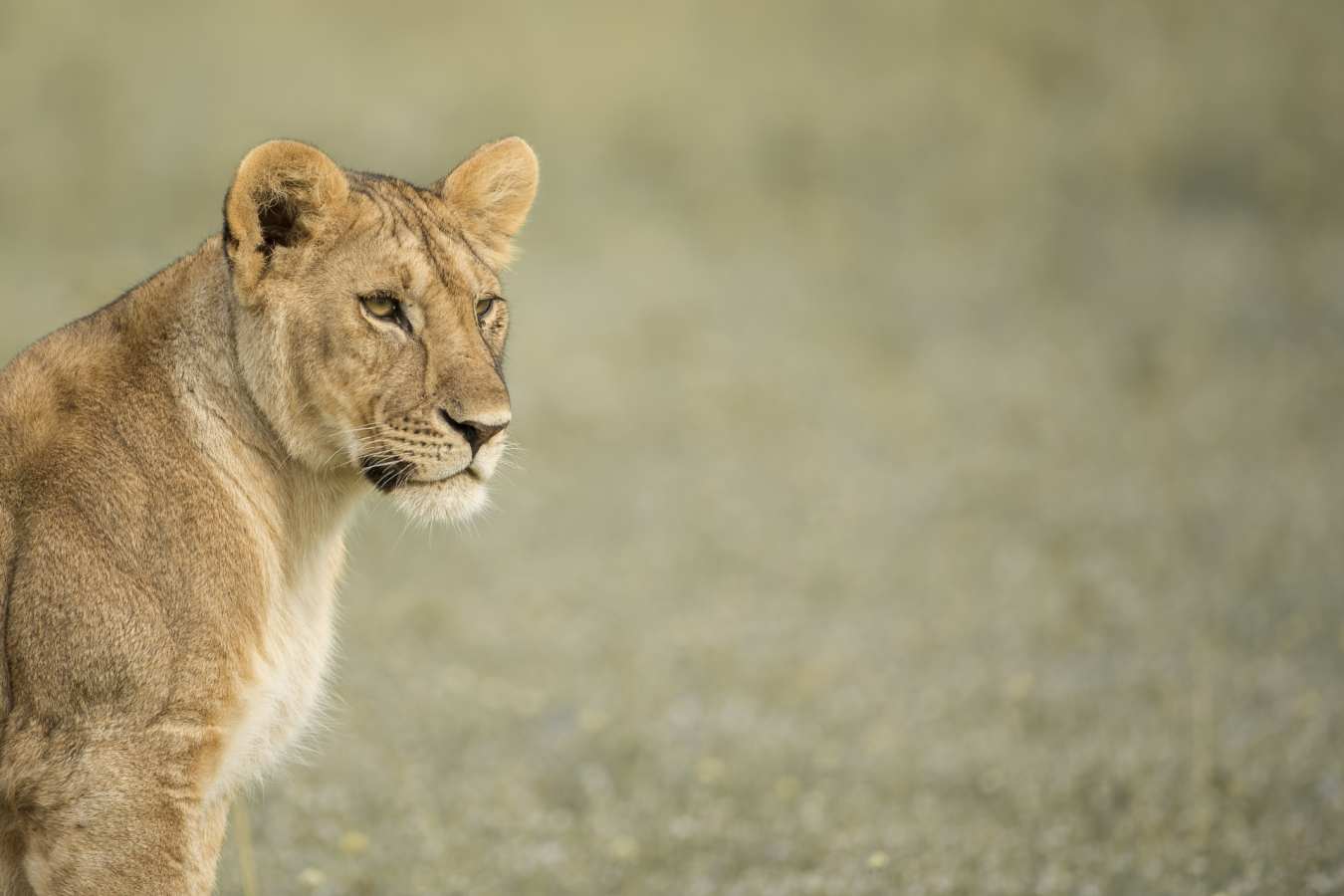 Lion spotting