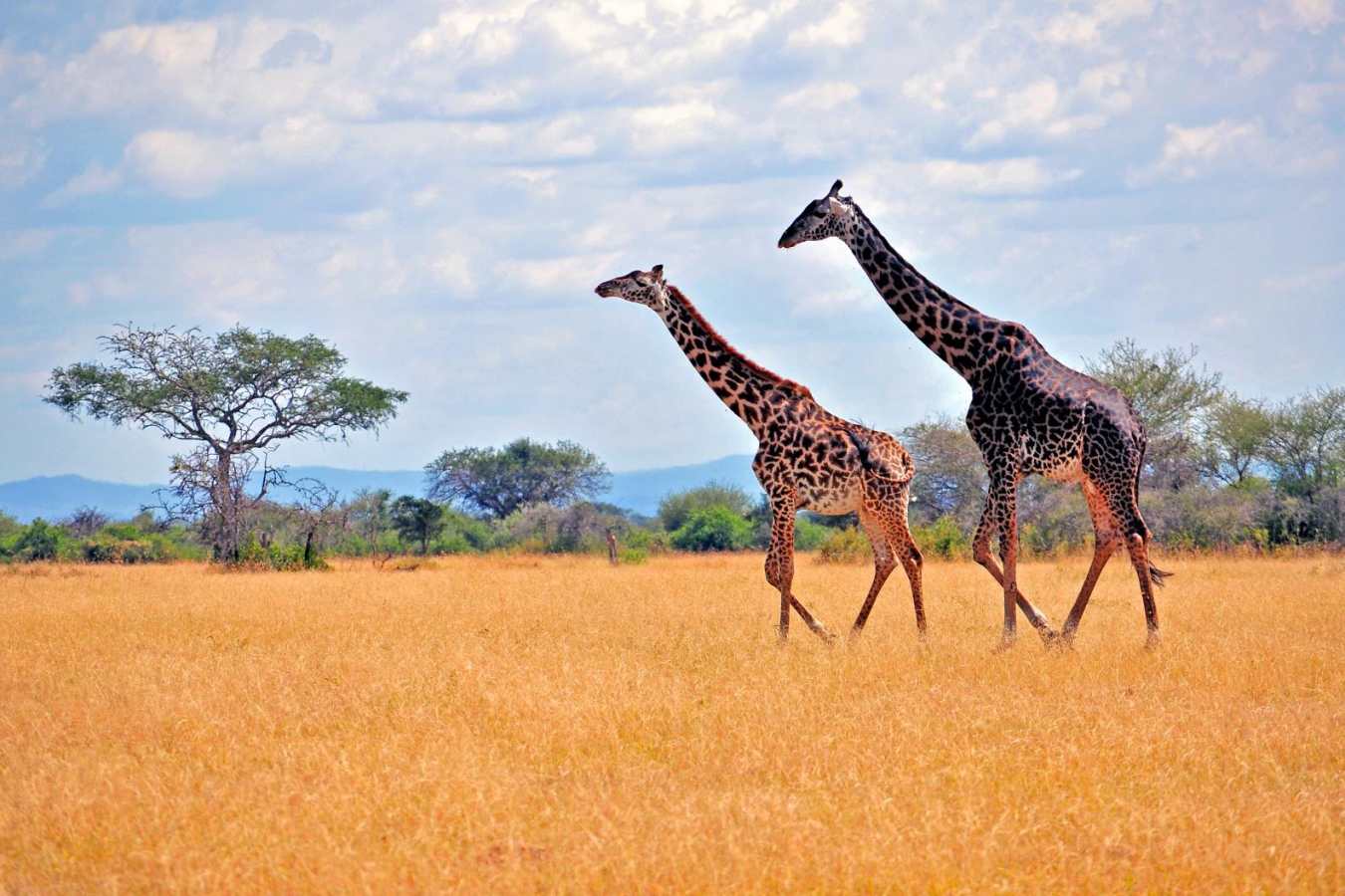 Giraffes in the Serengeti