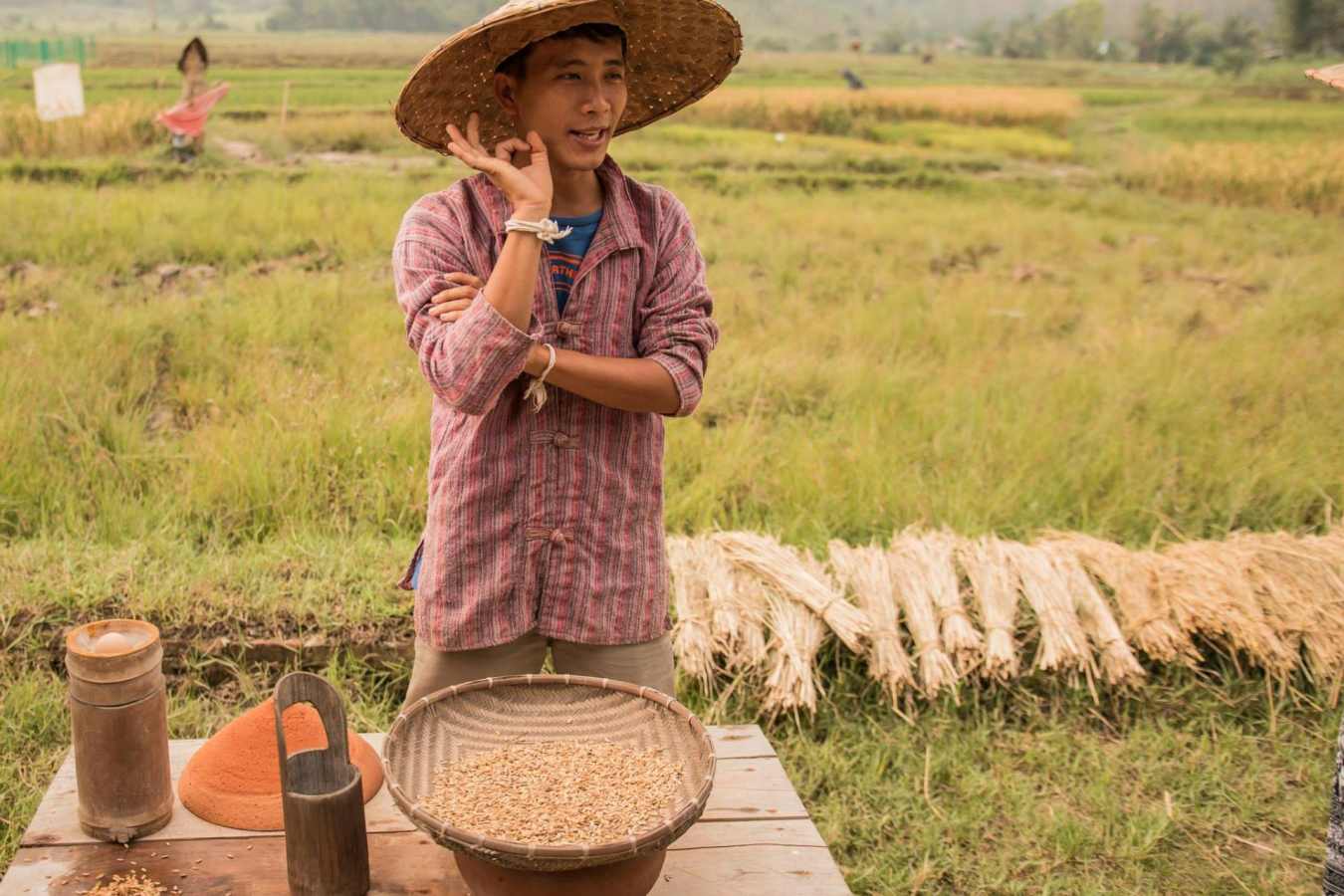 Learn how to harvest rice  
