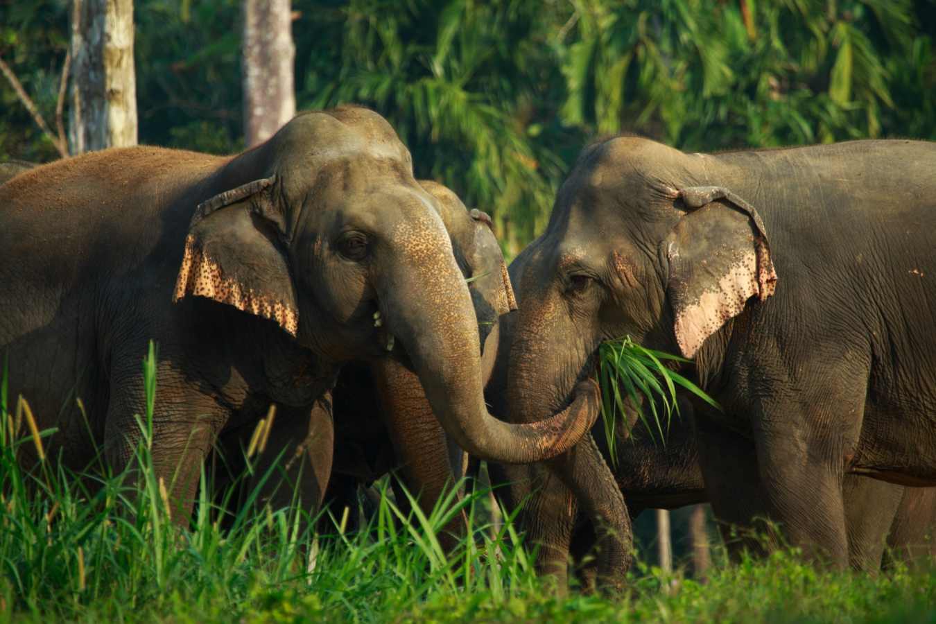 Elephants   