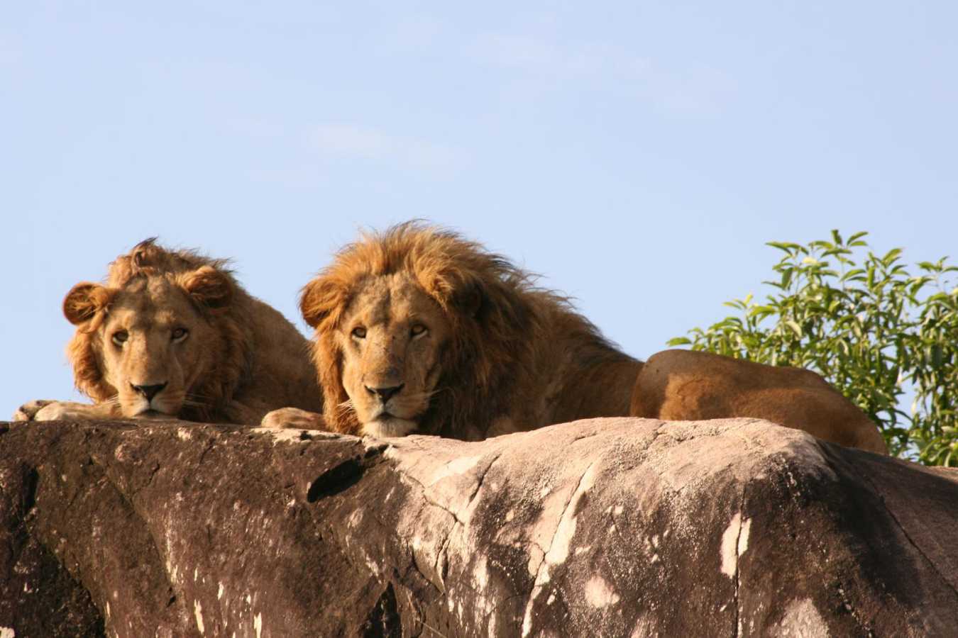 Lion at Apoka - Apoka Lodge