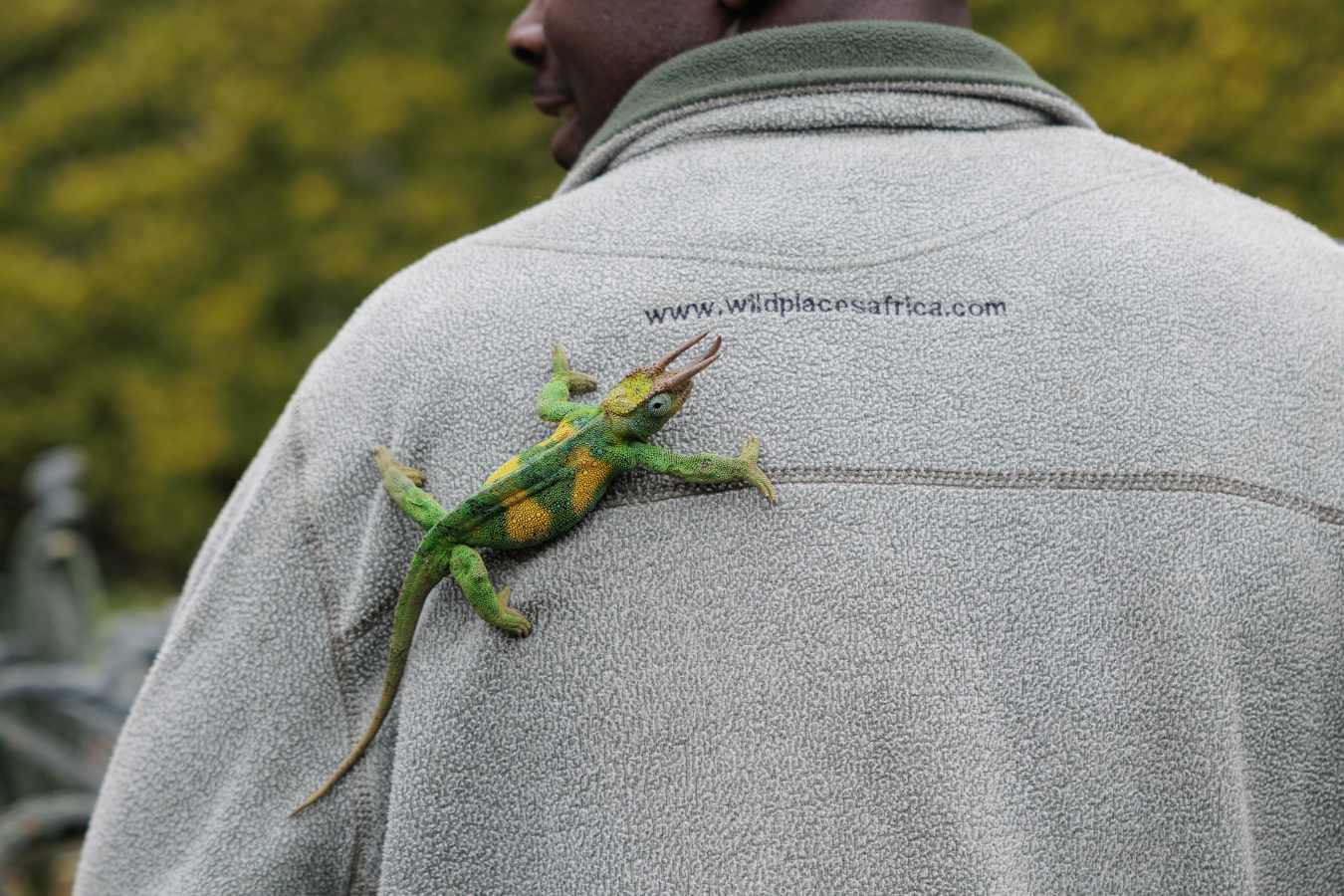Clouds Mountain Gorilla Lodge- 26