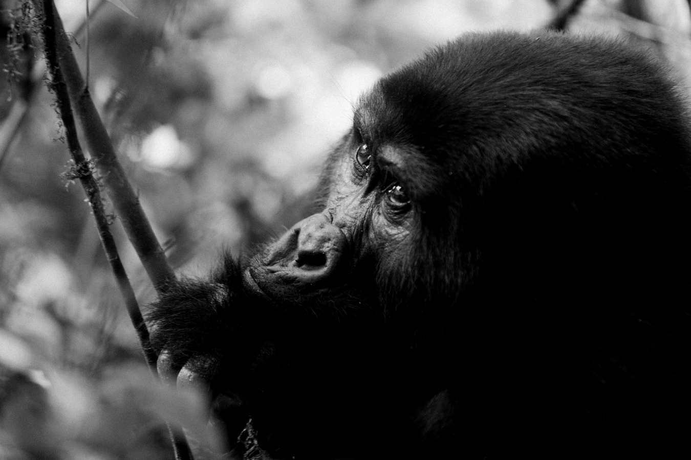 Clouds Mountain Gorilla Lodge- 21