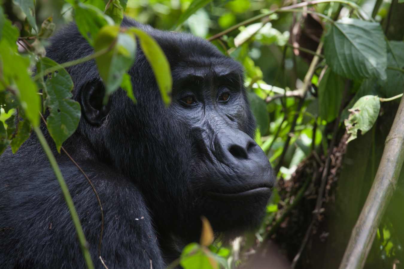 Clouds Mountain Gorilla Lodge- 3