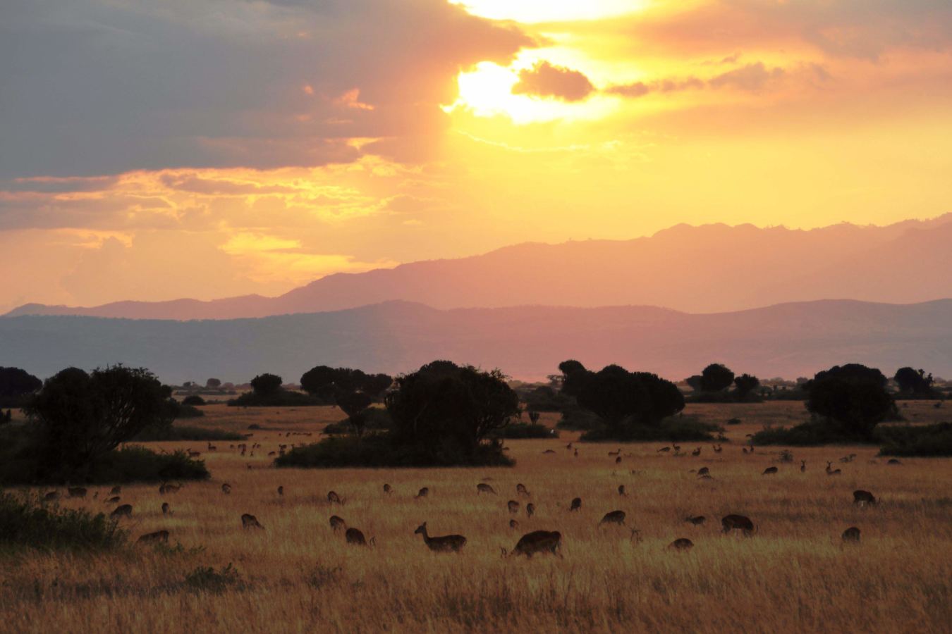 Ishasha Wilderness Camp- 22