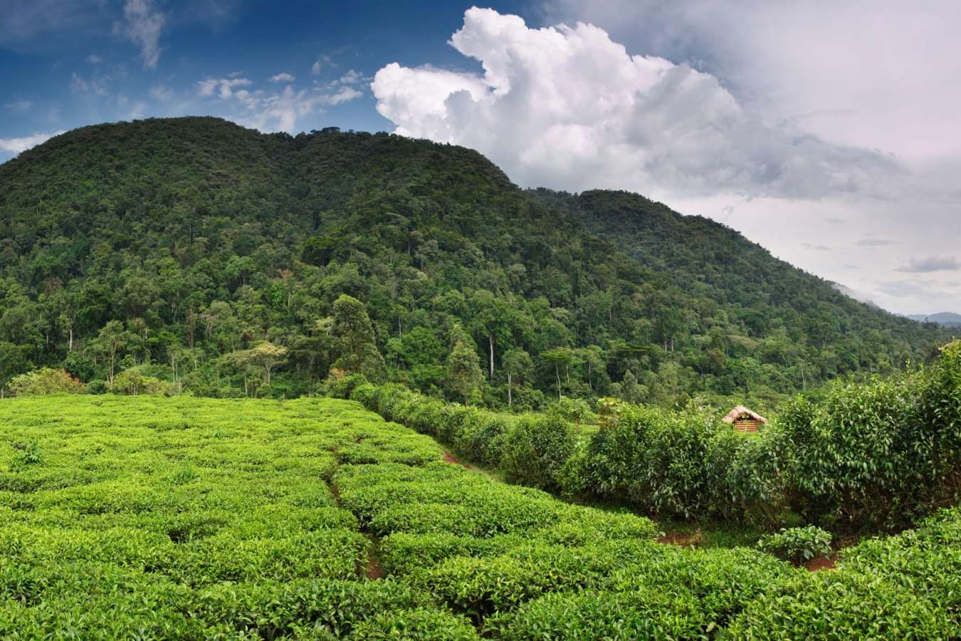 Bwindi Impenetrable Forest  