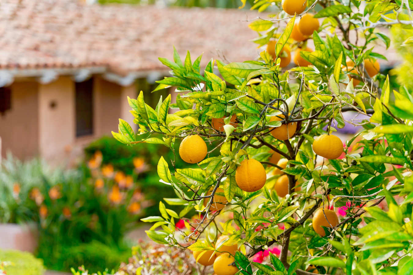 Rancho Valencia Resort & Spa- 36