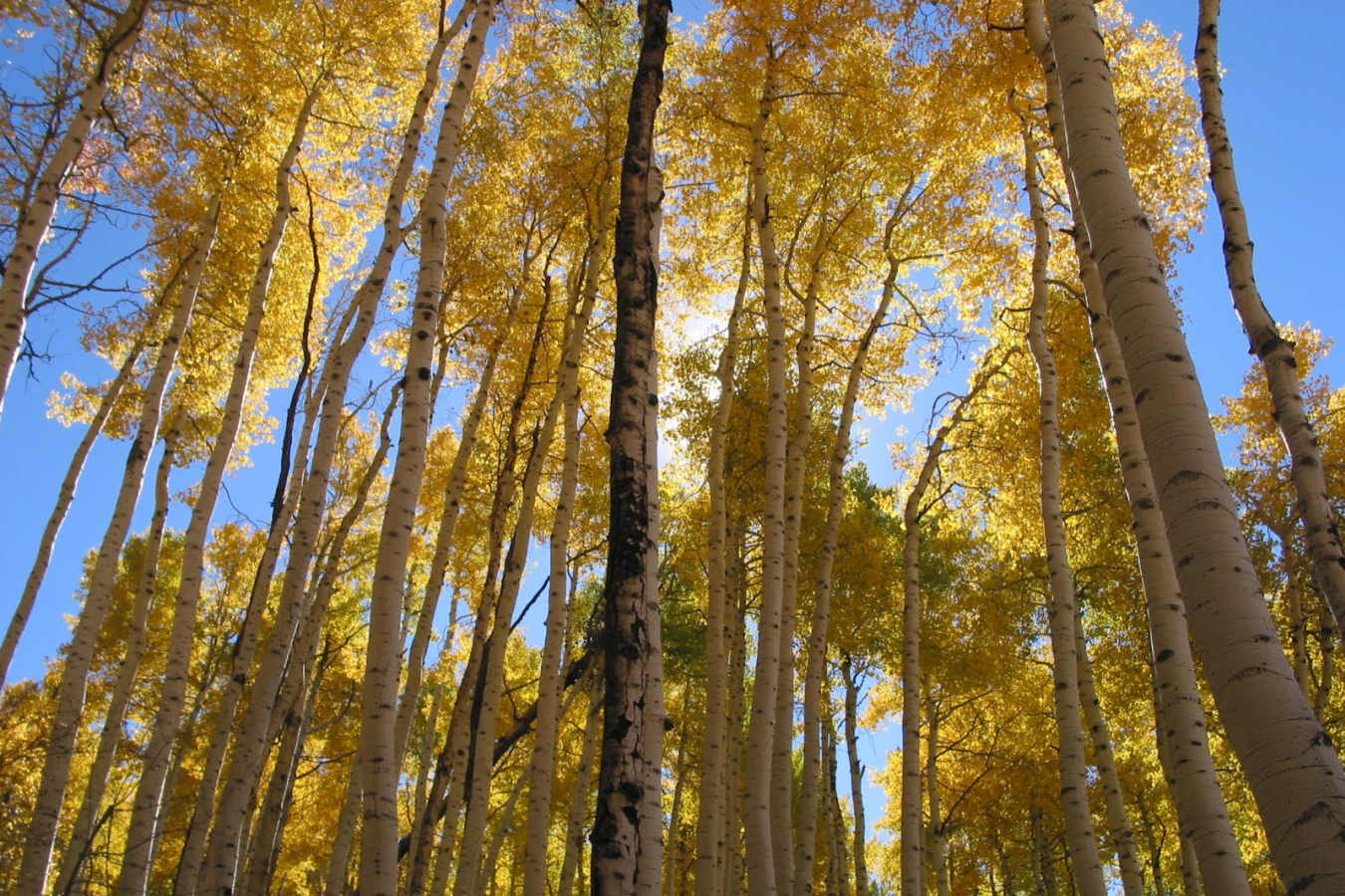 Fall Colours at the Ranch - Smith Fork Ranch