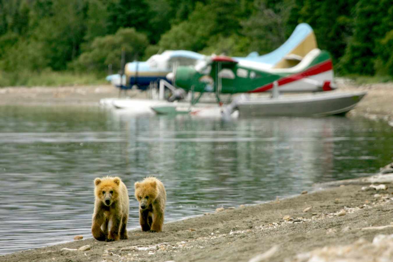 Stillpoint Lodge cubs and planes 