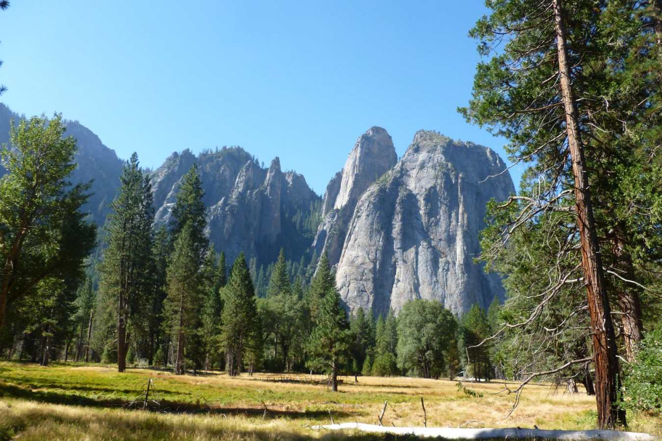 The Meadows - The Redwoods in Yosemite 