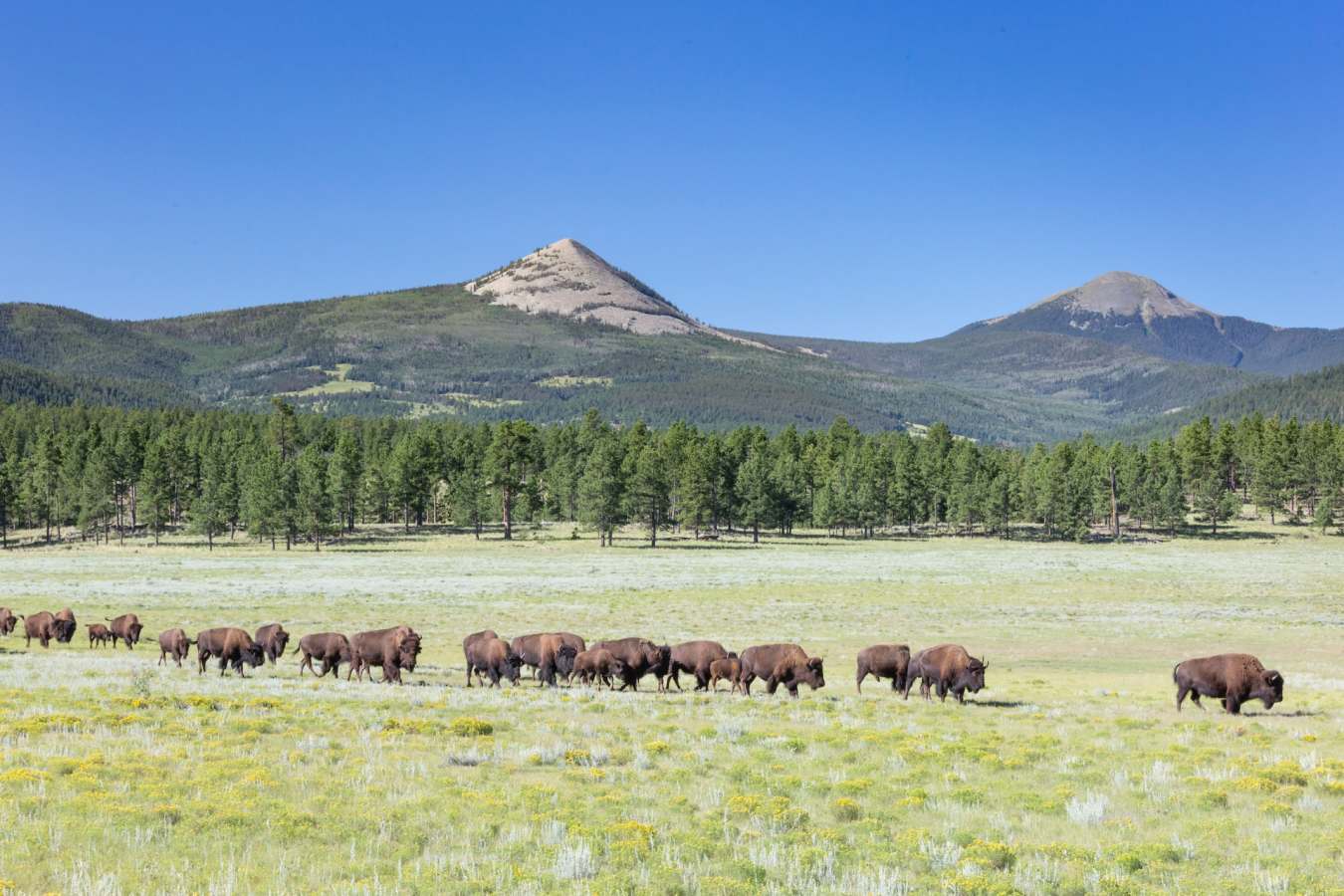 Bison ay Vermejo Park Ranch
