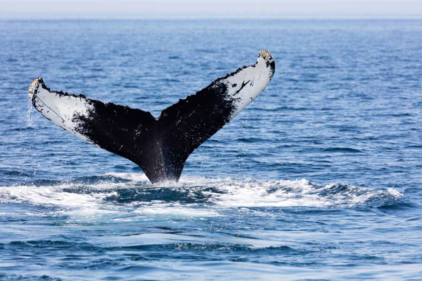 Whale Watching - Wequasset Resort and Golf Club
