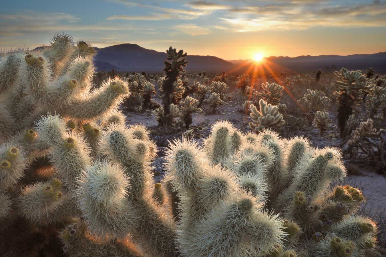 Joshua Tree National Park 