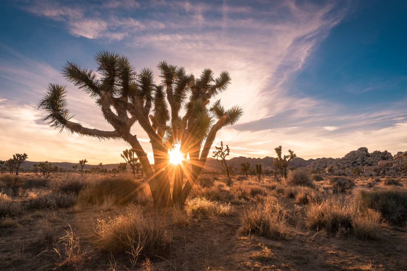 Joshua Tree National Park 