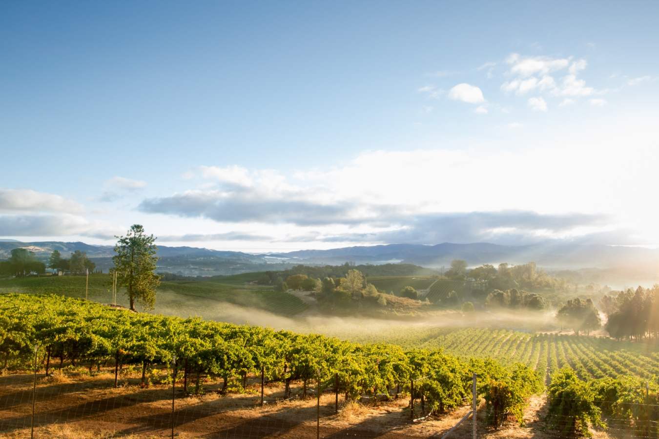 Vineyards  