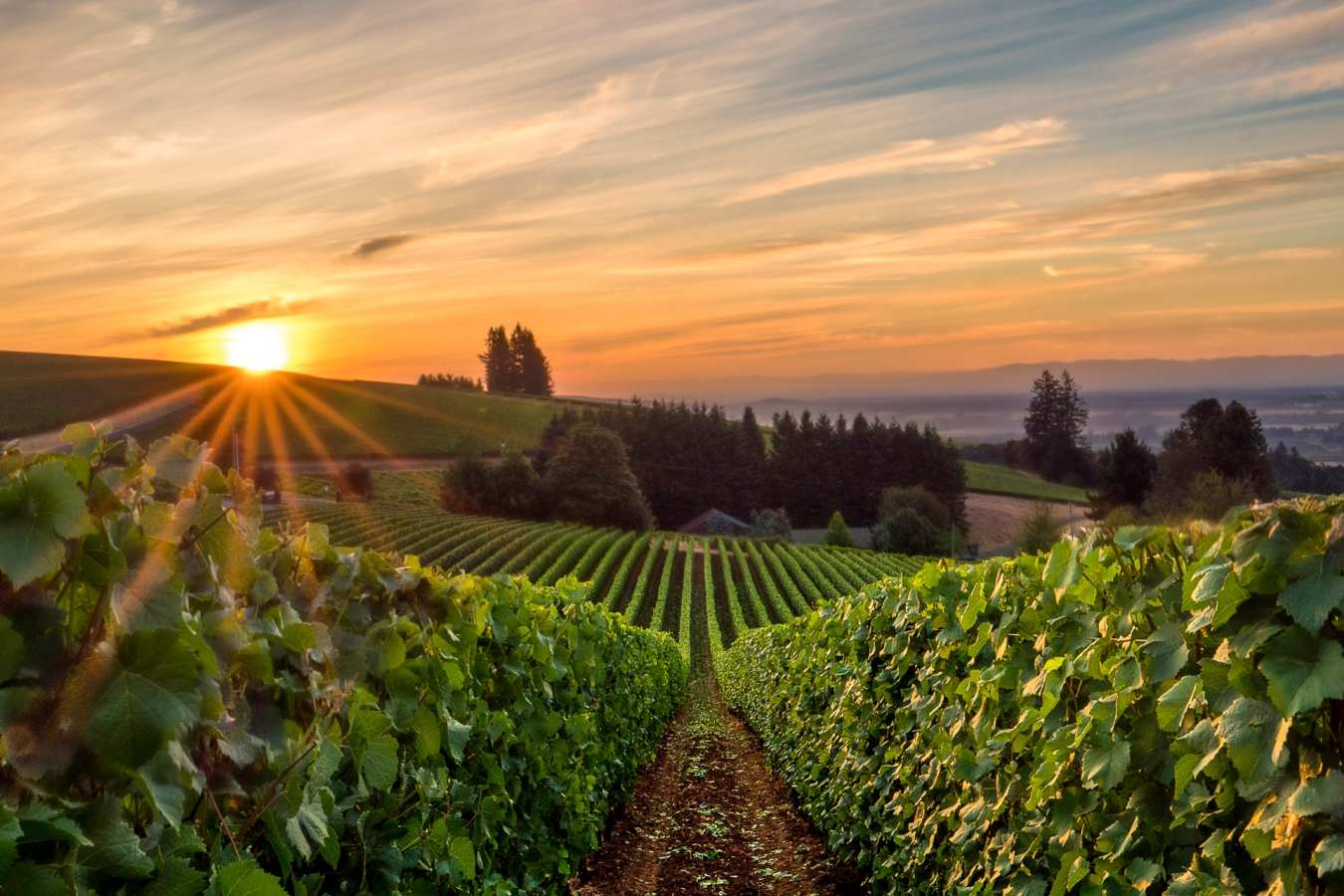 Vineyard in Willamette Valley 