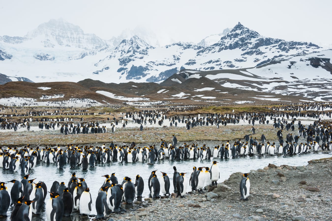 Penguins at South Georgia 