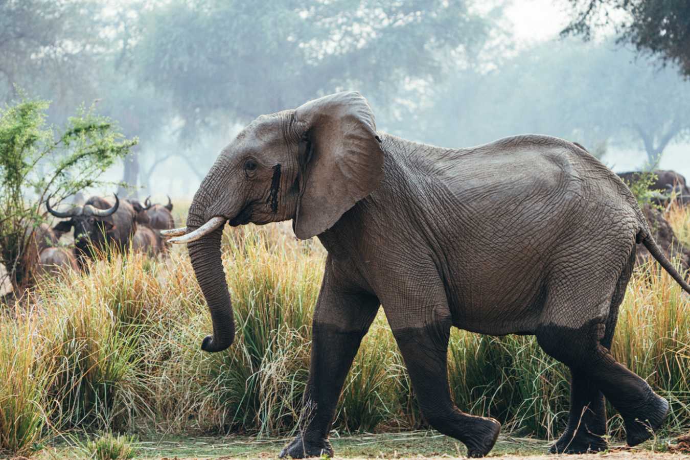 Elephant Safari 