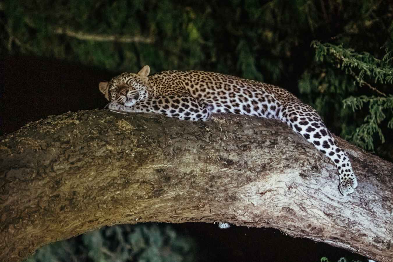 Evening Safari 