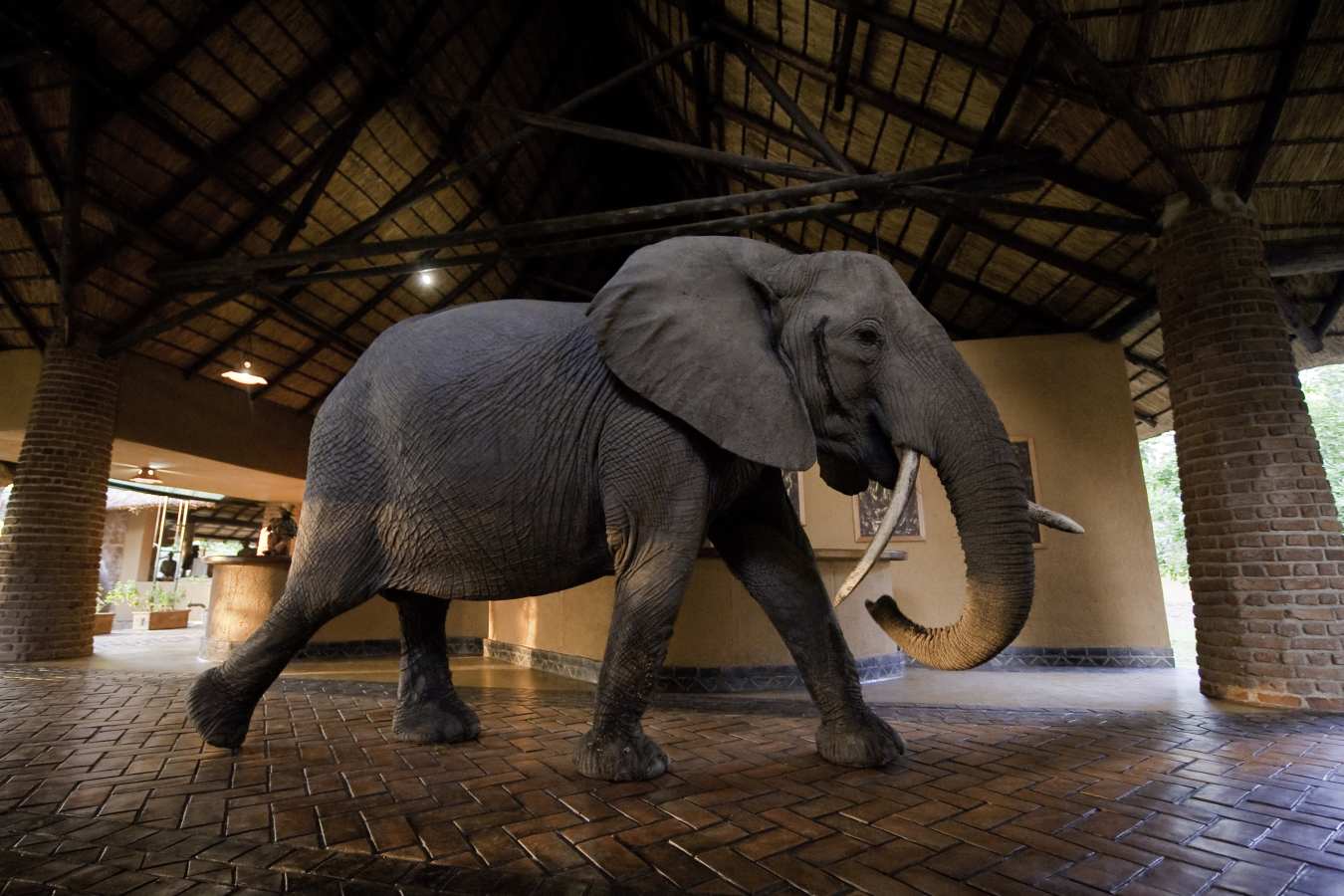 Mfuwe Lodge- 29