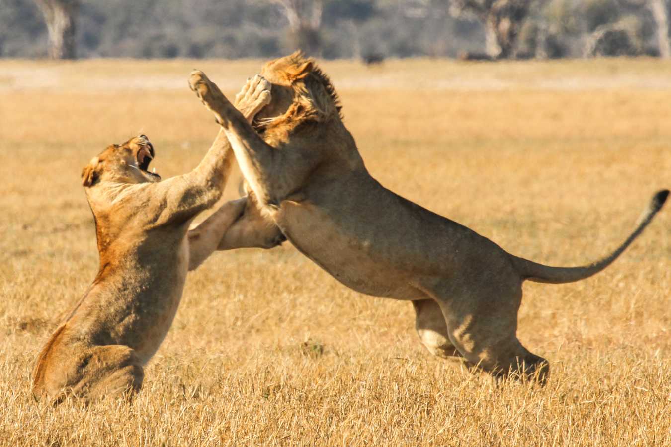 Bomani Tented Lodge- 18