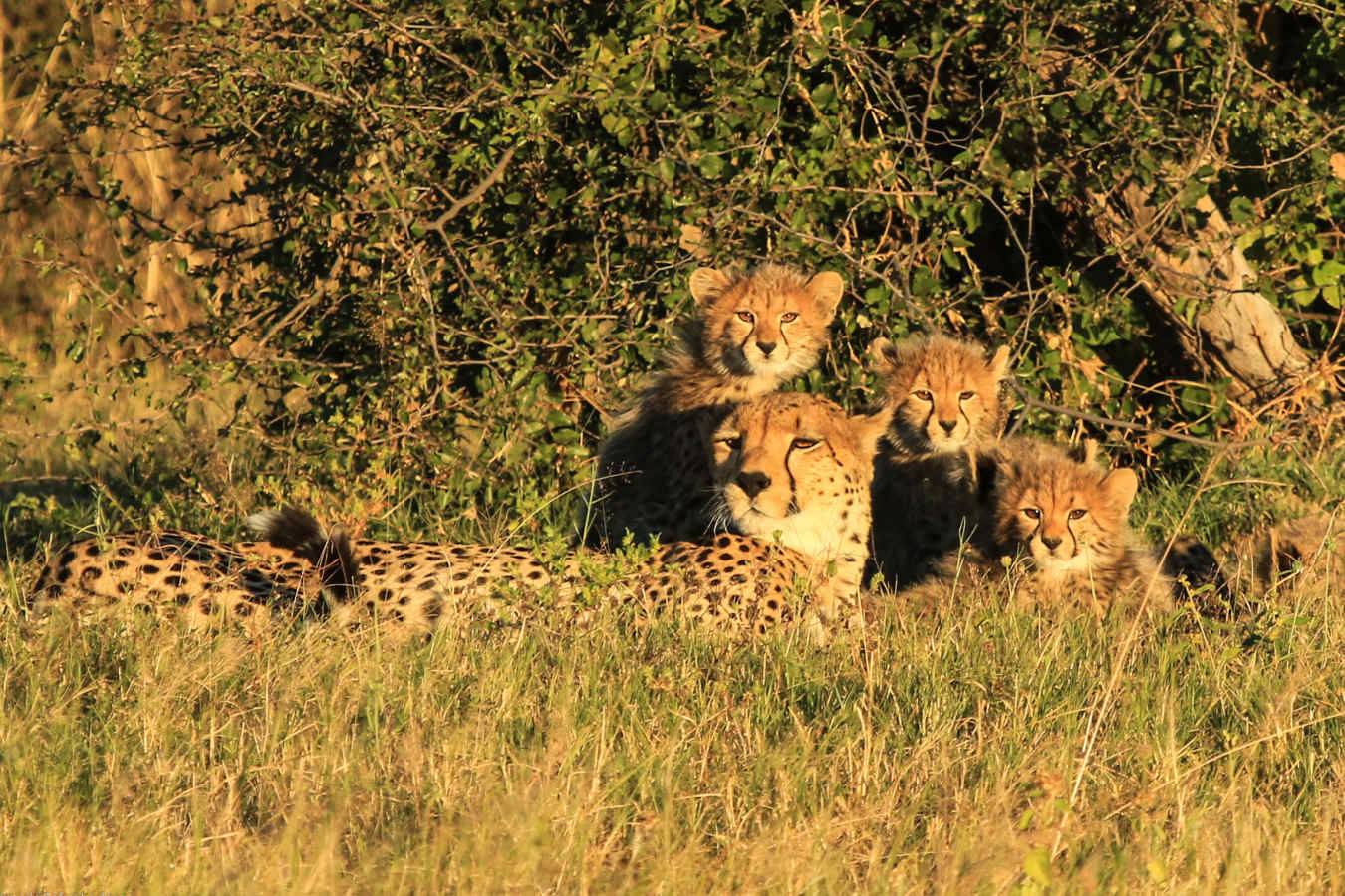 Bomani Tented Lodge- 20