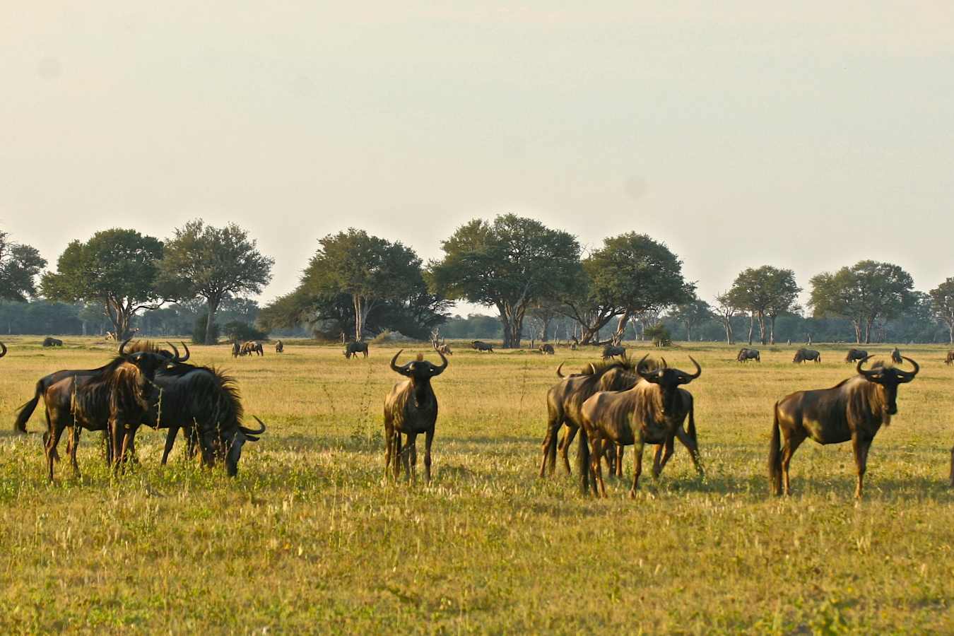 Bomani Tented Lodge- 40