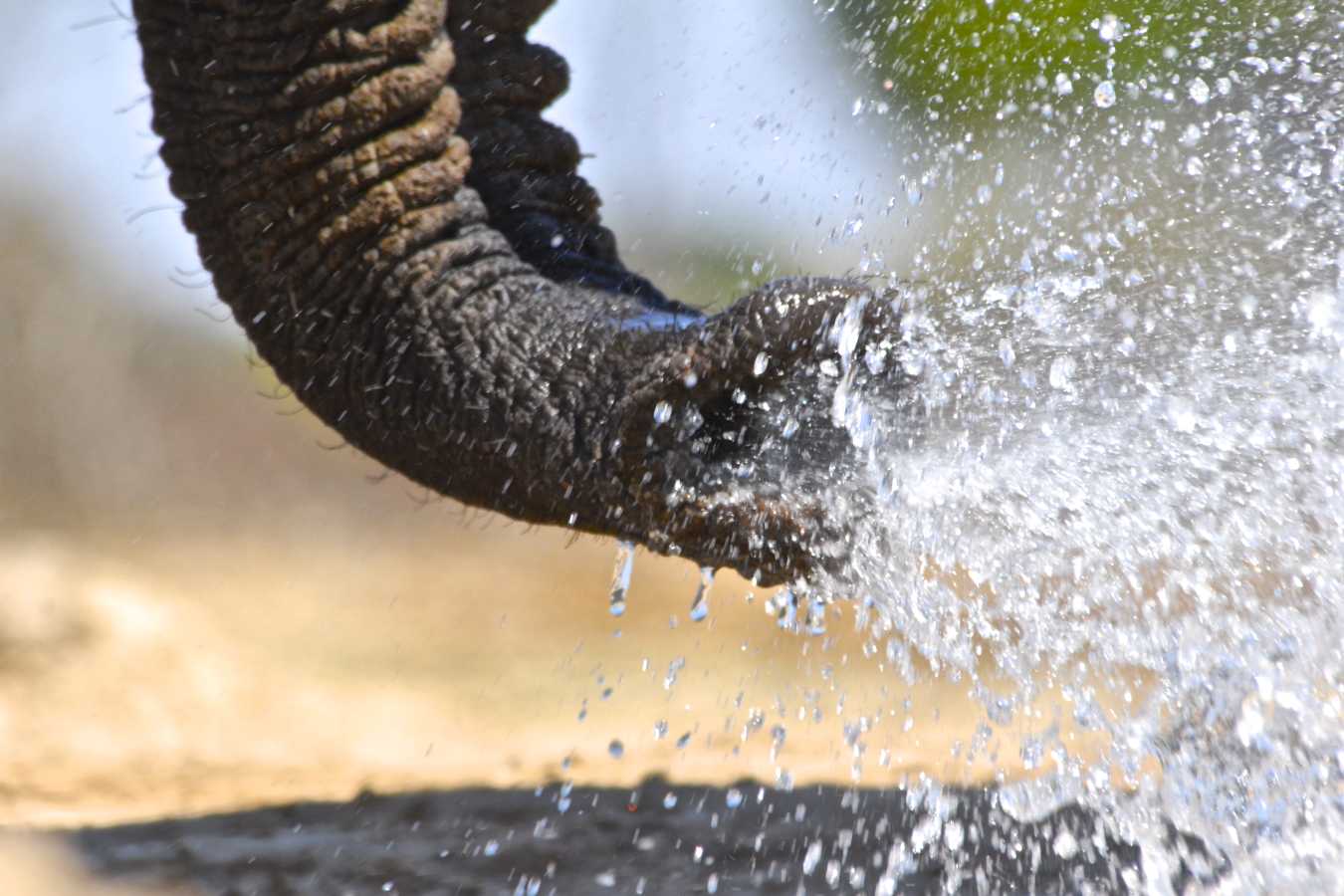 Bomani Tented Lodge- 48