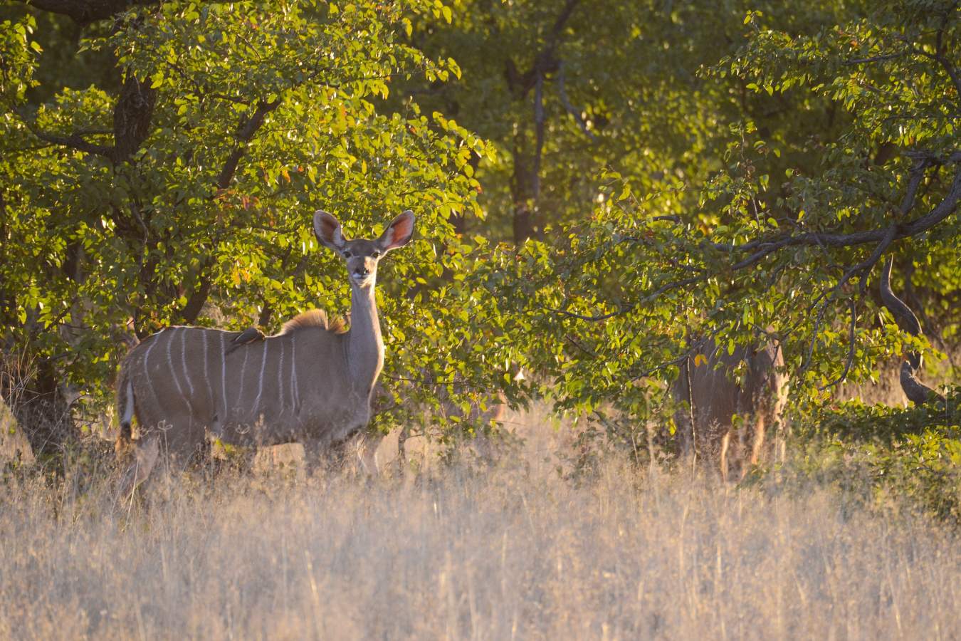 Camp Hwange- 26