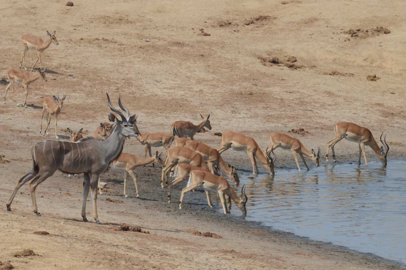Camp Hwange- 43