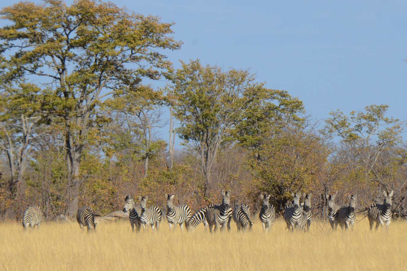 Camp Hwange- 38