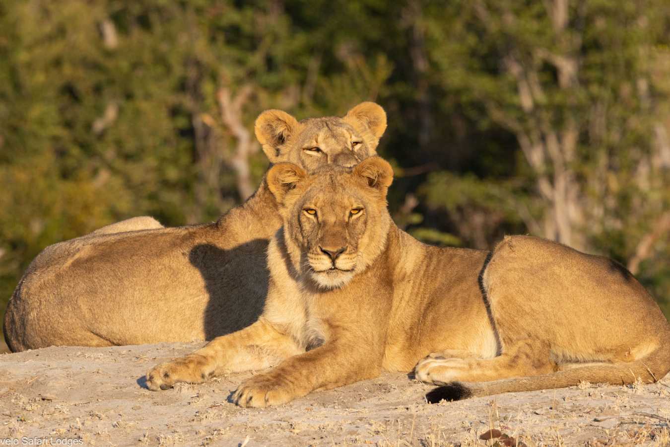 Nehimba Lodge- 25