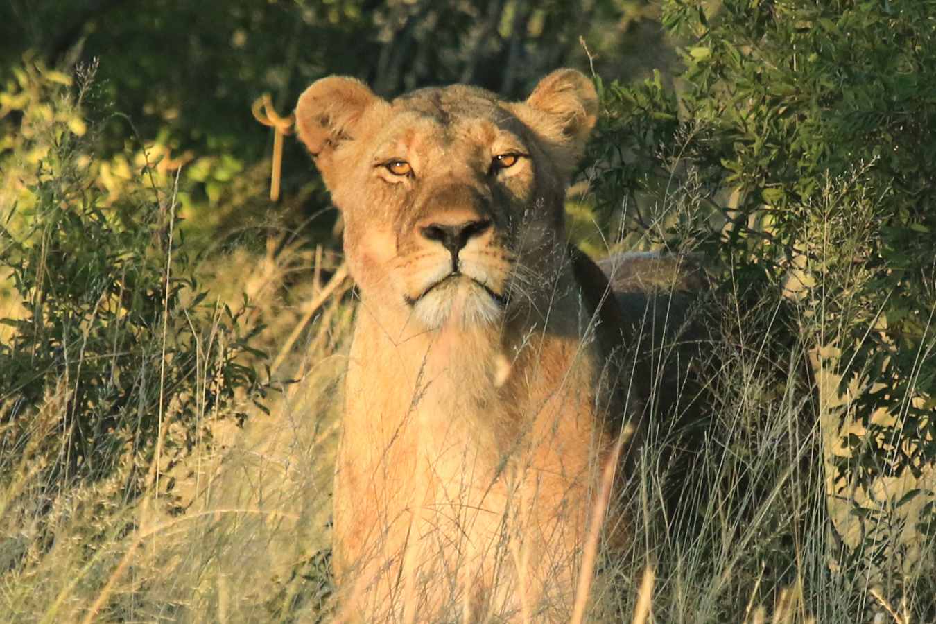 Nehimba Lodge- 26