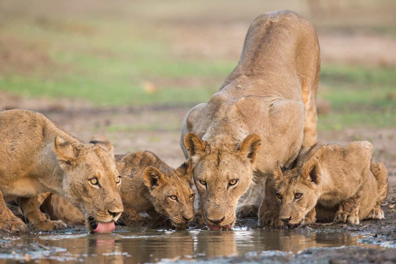 Lion Pride