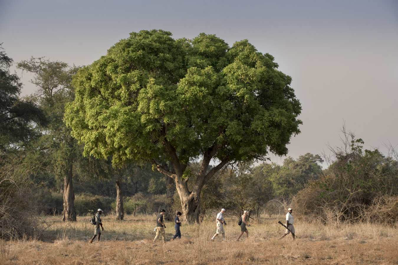 Safari Walks